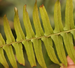 Blechnum punctulatum