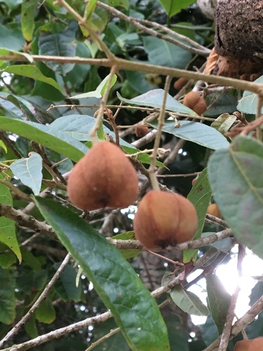 Brasiliocroton