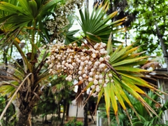 Acoelorraphe wrightii