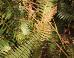 Blechnum punctulatum