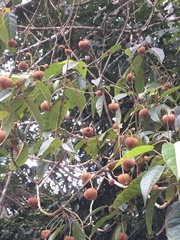 Brasiliocroton mamoninha