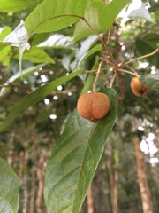 Brasiliocroton mamoninha