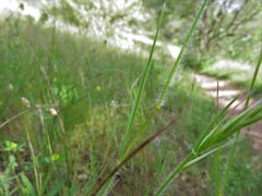 Rytidosperma setaceum