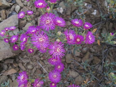 Drosanthemum hispidum