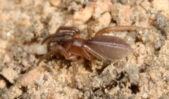 Ariadna