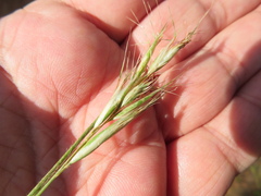 Rytidosperma setaceum