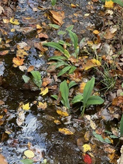 Orontium aquaticum