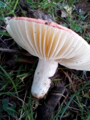 Russula emetica