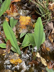 Orontium aquaticum