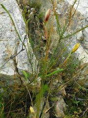 Bobartia filiformis