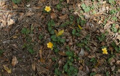 Modiolastrum malvifolium