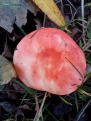 Russula emetica