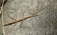 Parabacillus coloradus