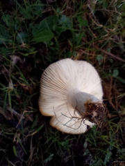Russula emetica