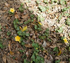Modiolastrum malvifolium