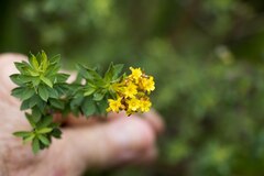 Lasiosiphon macropetalus