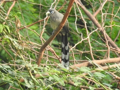 Phaenicophaeus viridirostris