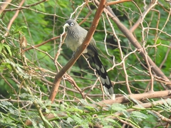 Phaenicophaeus viridirostris