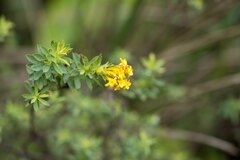 Lasiosiphon macropetalus