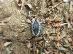 Stenocara gracilipes