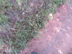 Rytidosperma setaceum