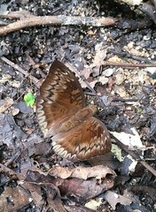 Euthalia monina monina