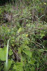 Lasiosiphon macropetalus