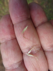 Rytidosperma setaceum