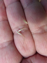 Rytidosperma setaceum