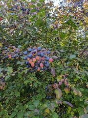Viburnum prunifolium