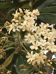 Cordia trichotoma