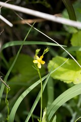 Linum thunbergii