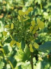 Rhamphospermum arvense