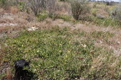 Carpobrotus edulis edulis
