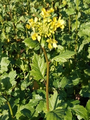 Rhamphospermum arvense