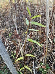 Salix nigra