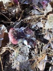 Russula rosacea