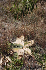 Brunsvigia orientalis