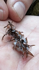 Taxodiomyia cupressi