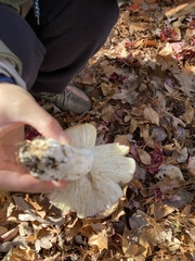 Russula rosacea