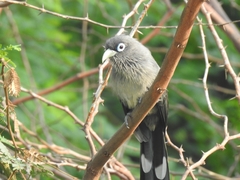 Phaenicophaeus viridirostris