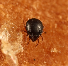 Tritegeus bisulcatus