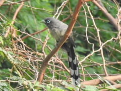 Phaenicophaeus viridirostris