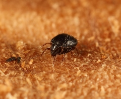 Tritegeus bisulcatus