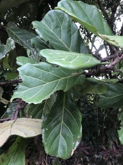 Ficus lyrata