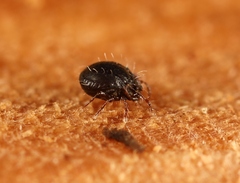 Tritegeus bisulcatus