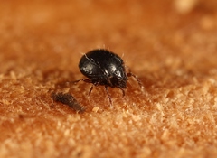 Tritegeus bisulcatus