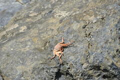 Grapsus