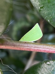 Siphanta acuta
