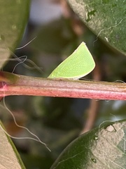 Siphanta acuta